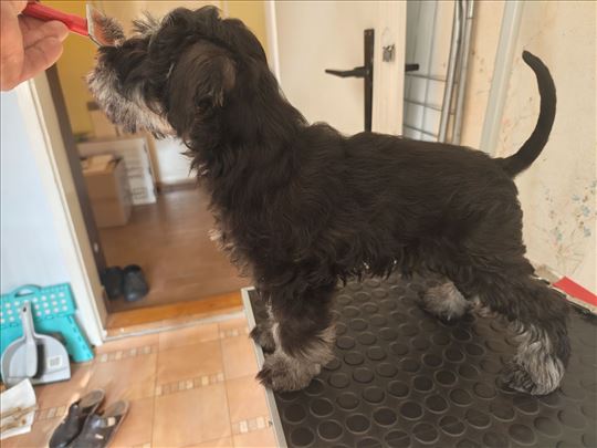 Patuljasti šnaucer, štene- rezervacija u toku