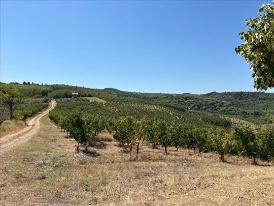 Poljoprivredno gazdinstvo, 7 ha, Grocka