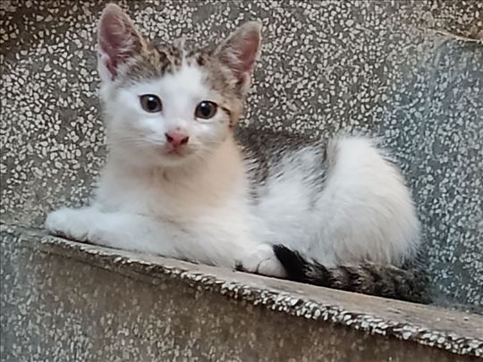 Predivno mace na poklon
