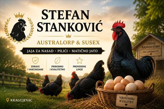 AUSTRALORP CRNI JAJA ZA NASAD - INKUBATOR