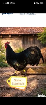 Australorp crni jaja za nasad - Inkubator
