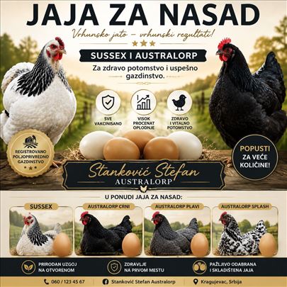 JAJA ZA NASAD – AUSTRALORP I SUSSEX KOKE | 