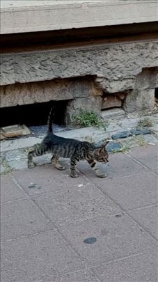 Mače na ulici hitno traži dom!