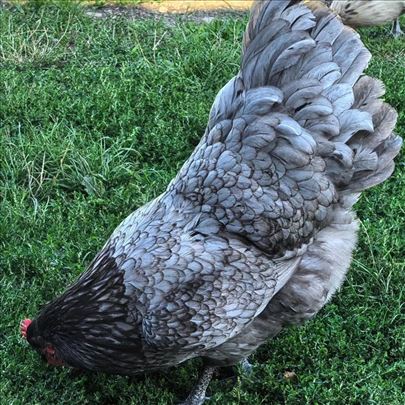 PLAVI AUSTRALORP – JAJA ZA NASAD VRHUNSKE GENETIKE
