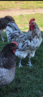 SPLEŠ AUSTRALORP – JEDINSTVENA BOJA I VRHUNSKA GE