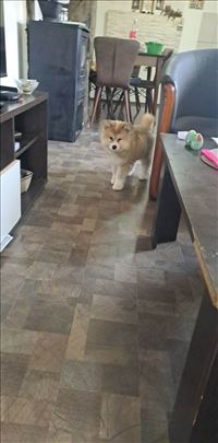 Akita, štene