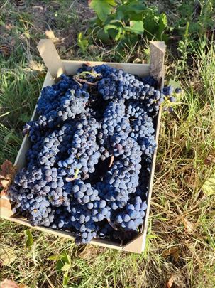 Grožđe na prodaju traminac i burgundac