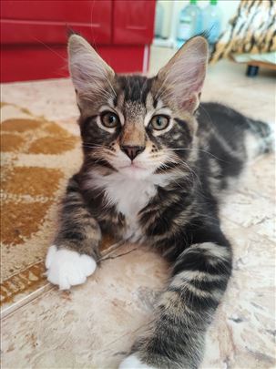 Maine Coon, mače