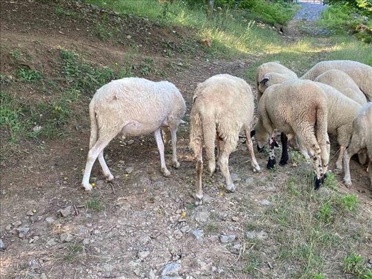 Prodajem 7 umatičenih sjeničkih ovaca