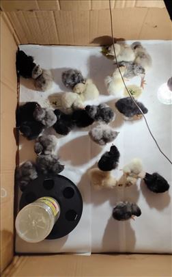 Australorp pilići - Barajevo