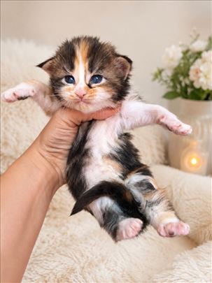 Maine Coon, mače