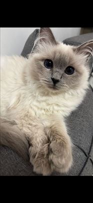 Ragdoll , mlada mačka