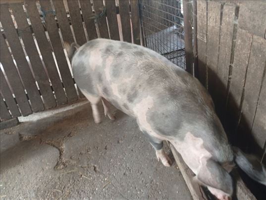Suprasna krmača