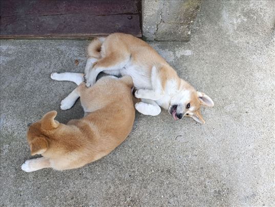 Akita Inu štene mužjak