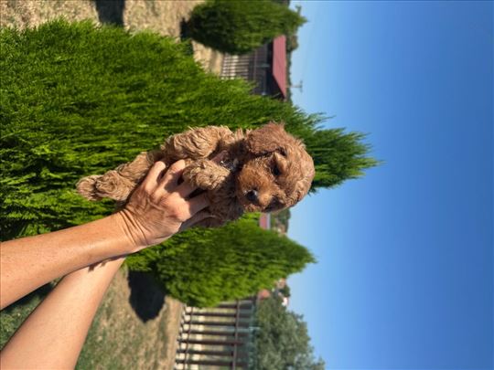 Crvena mini pudla, štene