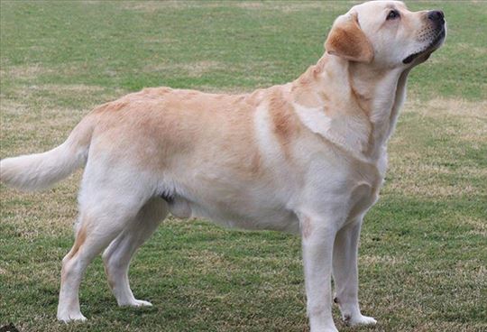 Labrador retriver, mlad pas