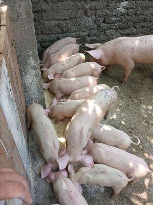 na prodaju 10 prasica od 15 -20 kila cena dogovor