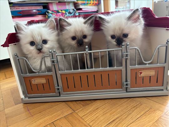 Ragdoll mačići