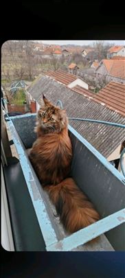 Maine Coon , macici!