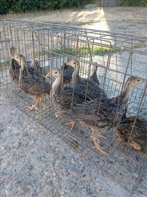 Američka bronzana širokoprsna ćurka-ćurići
