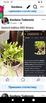 Cvece