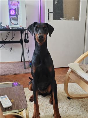 Doberman, mlad pas