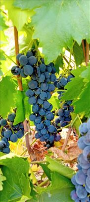 Grožđe za vino i rakiju