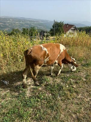 Krava na prodaju