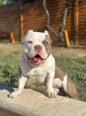 Pit bul terijer, odrastao pas