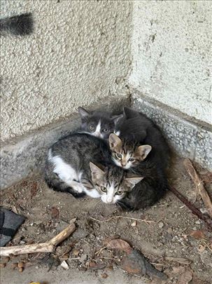 Poklanjamo umiljate mačiće i mačke, vakcinisane