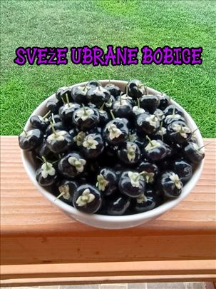 Crni godži bobice