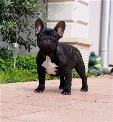 Francuski buldog štenci - zensko 5 m. top line !