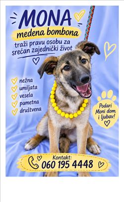 Moni tražimo udomitelja/ku