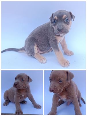 Pit bull štenci