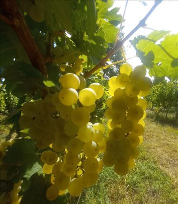 Prodajem grožđe Italijanski rizling