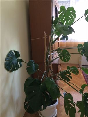 Cvet Filodendron Monstera