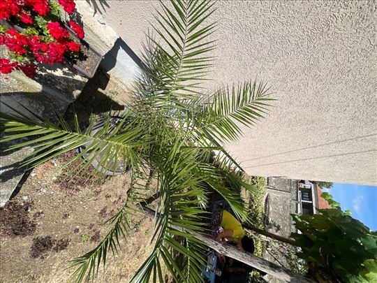 Palma