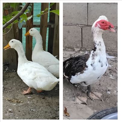 Patkovi - Pekinški i Mošusni-mutavi