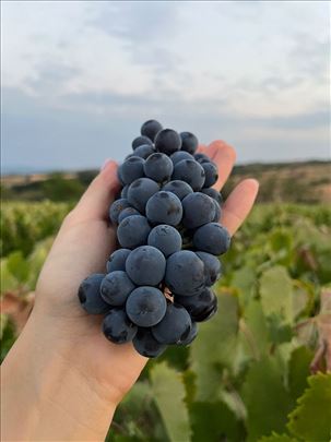 Groždje za vino i rakiju