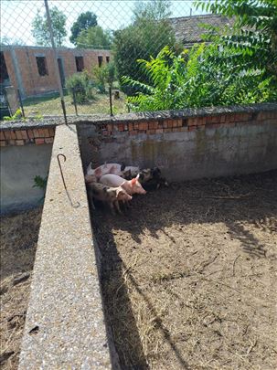Prasići na prodaju