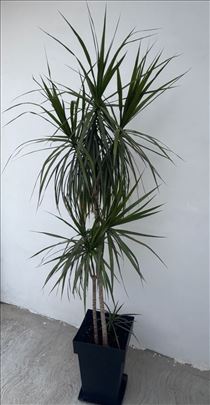 Dracena 210 cm