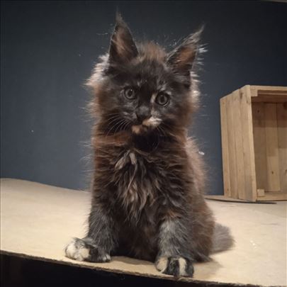 Maine Coon , mače