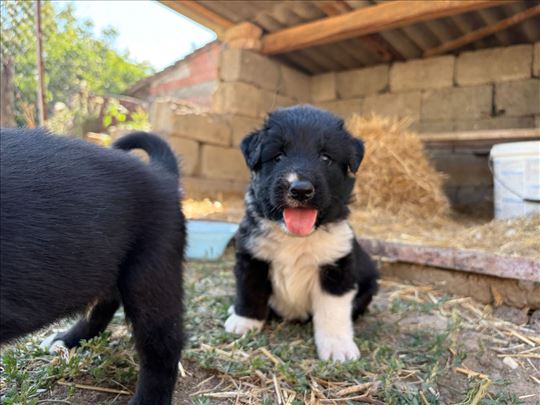 Poklanjamo mešance samojeda