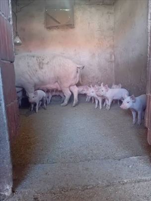 Prodajem krmaču sa prasićima (10 komada)