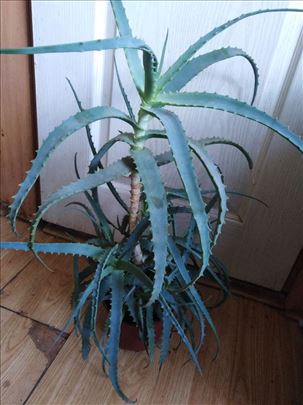 Aloja kaktusi