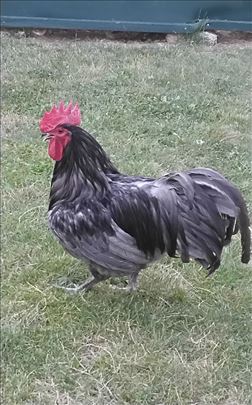 Australorp kokoške - Barajevo