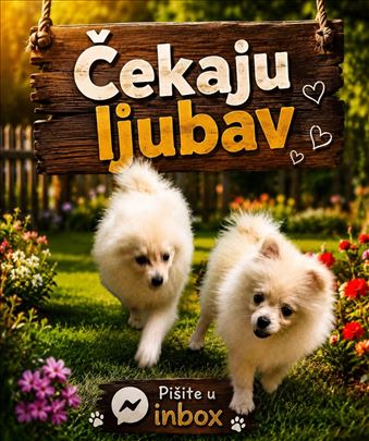 Dve sneguljice- slatke male pomeranke
