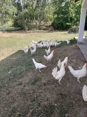 Leghorn koke na prodaju