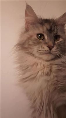 Maine Coon, mlada mačka