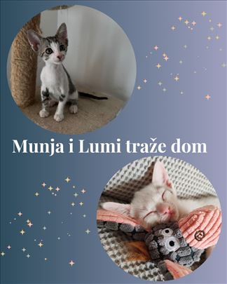 Munja i Lumi traže dom